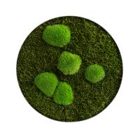 Moss picture: Forest and pole moss circle 34cm Moss picture: Forest and pole moss circle 34cm