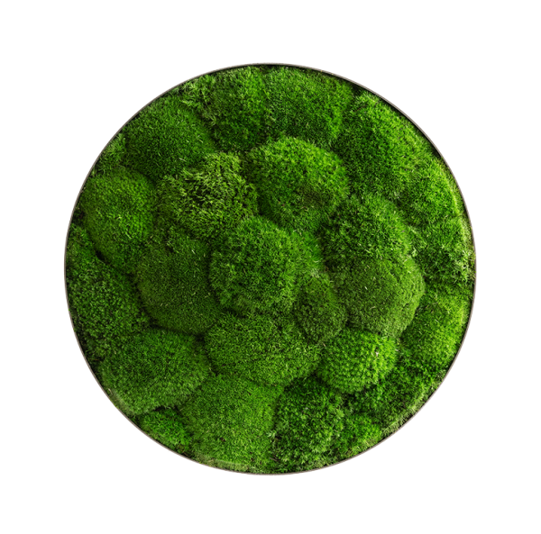 Moss picture: Pole moss-ellipsoid 34cm