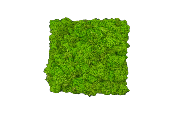 MiniGREENs 25x25 cm reindeer moss fleche (6 mats)