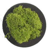 Reindeer moss pictogram dot Reindeer moss pictogram dot