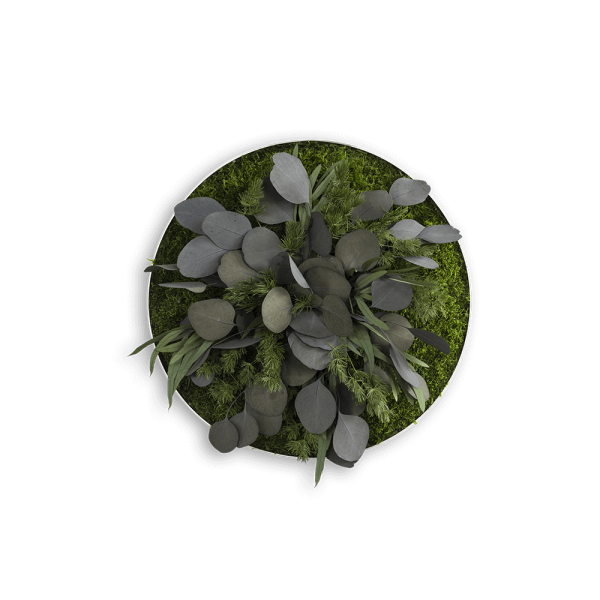 Pflanzenbild: Green Islands Leafs 34cm