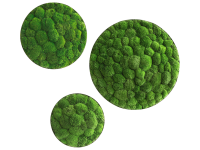 Moss picture: Pole moss ellipsoids 3 pack Moss picture: Pole moss ellipsoids 3 pack