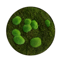 Moss picture: Forest and pole moss circle 54cm Moss picture: Forest and pole moss circle 54cm