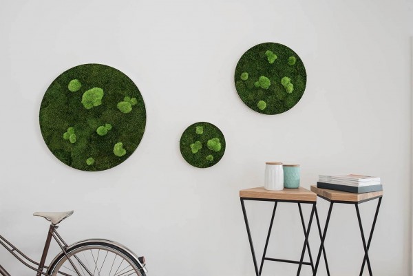 Forest and pole moss circles set ambiance