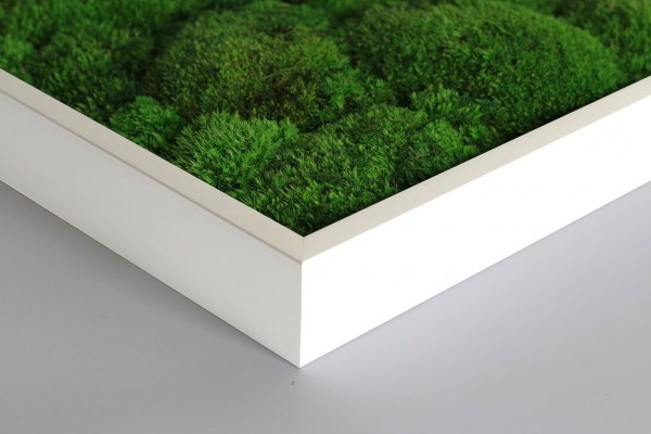 Moss picture: Pole moss picture 140x40