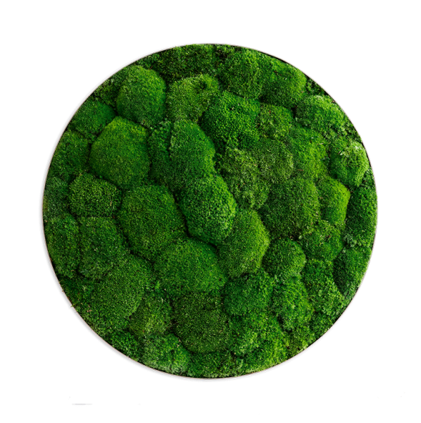 Moss picture: Pole moss-ellipsoid 54cm
