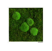 Moss picture: Pole and forest moss picture 35x35 Moss picture: Pole and forest moss picture 35x35