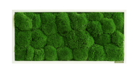 Moss picture: Pole moss picture 57x27 Moss picture: Pole moss picture 57x27