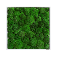 Moss picture: Pole moss picture 55x55 Moss picture: Pole moss picture 55x55