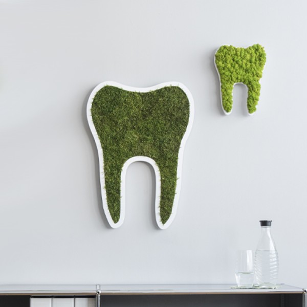 Tooth small reindeer moss (30cm)