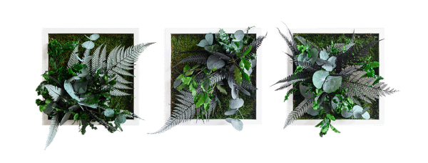 plant pictures with jungle design 22x22cm 3 pack solid wood frame (white)