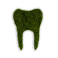 Tooth small forest moss (30cm) Tooth small forest moss (30cm)