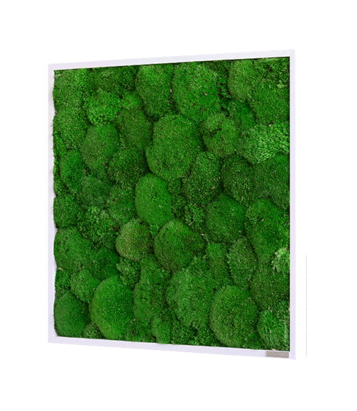 Moss picture: Pole moss picture 55x55