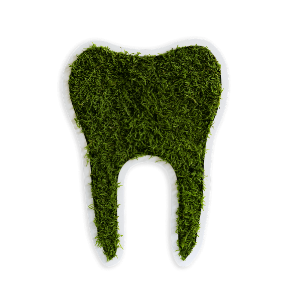 Tooth small forest moss (30cm)