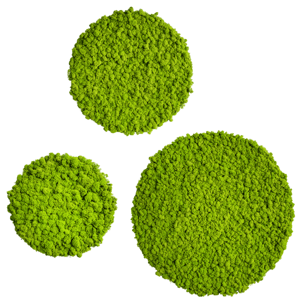 Moss picture: Reindeer moss circle 3 pack