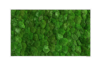 Moss picture: Pole moss picture 100x60 Moss picture: Pole moss picture 100x60