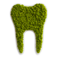 Tooth large reindeer moss (50cm) Tooth large reindeer moss (50cm)