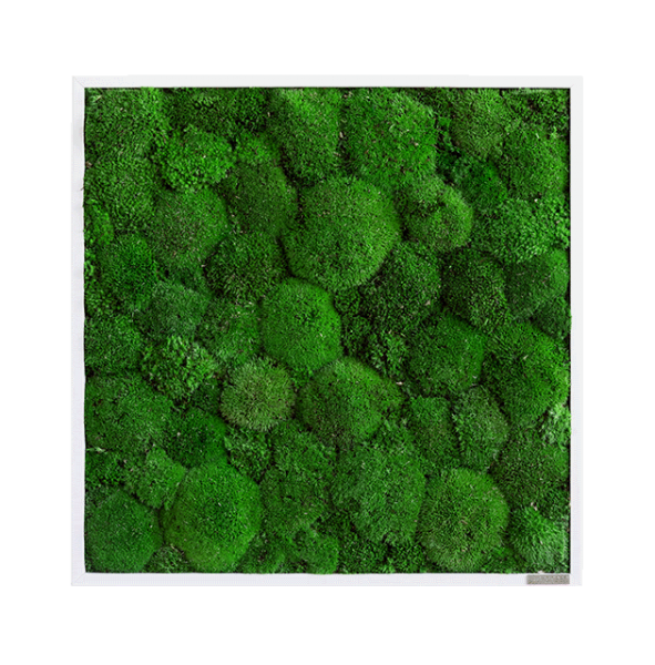 Moss picture: Pole moss picture 55x55