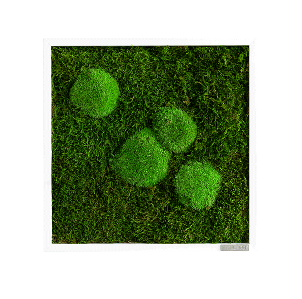 Moss picture: Pole and forest moss picture 35x35