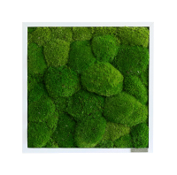Moss picture: Pole moss picture 35x35 Moss picture: Pole moss picture 35x35