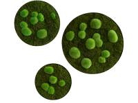 Moss picture: Forest and pole moss circles 3 pack Moss picture: Forest and pole moss circles 3 pack
