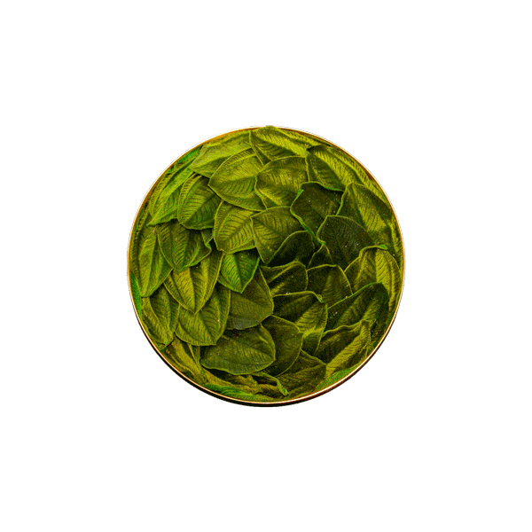 Plant picture: Velvet Leafs Circle 22cm - Ellipsoid