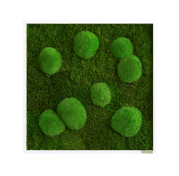 Moss picture: Pole and forest moss picture 55x55 Moss picture: Pole and forest moss picture 55x55