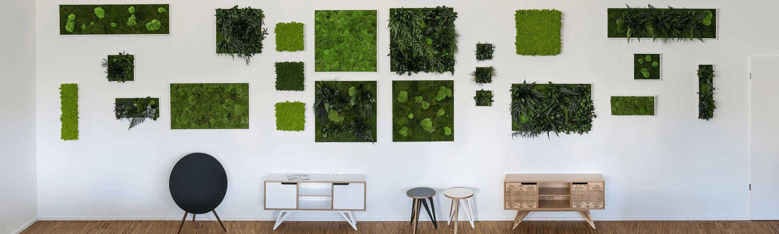 Moss Pictures And Plant Pictures Without Maintenance